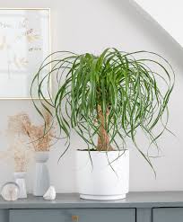 Plante Verte 17cm - Virul- Lumineuse et Décorative